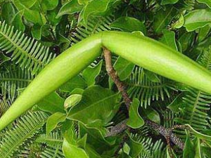  �в�ҩ����:�����