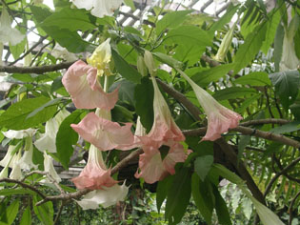 ��ҩ��ֲ����:������