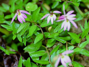 ��ҩ��ֲ����:�����