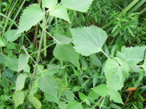 ϡǩ��(��ҩ��ֲ����:�����)