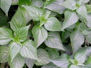 ���β�(��ҩ��ֲ����:���β�)