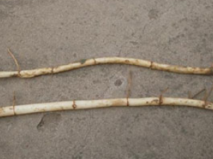 «��ͷ(��ҩ��ֲ����:«έ)