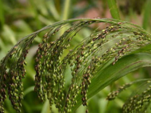 ˮɇ��(��ҩ��ֲ����:ˮ����)