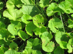 ������(��ҩ��ֲ����:��ѩ��)