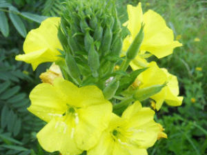 ɽ֥��(��ҩ��ֲ����:ɽ֥��)