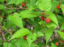 ��ҩ��ֲ����:éݮ