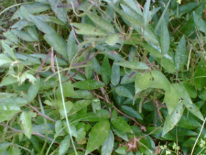 ��ҩ��ֲ����:С����