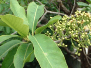 ��ҩ��ֲ����:ˮ��