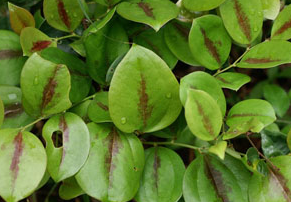 ��ҩ��ֲ����:����