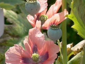 ��ҩ��ڿǵĹ�Ч������