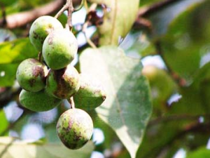 ��ҩڭ�ӵĹ�Ч������