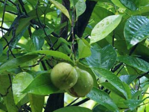 ��ҩ�ⶹޢ�Ĺ�Ч������