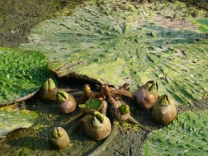 �ٳ�����ҩ��ʵ�Ĺ�Ч������