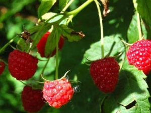 ��ҩ�����ӵĹ�Ч������