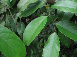 ��ҩ����ӵĹ�Ч������