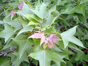 ��ҩ�պ���Ĺ�Ч������