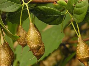 ��ҩ��Ϣ��Ĺ�Ч������