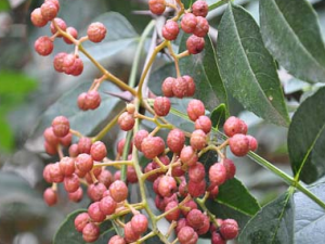 ��ҩ�����Ĺ�Ч������