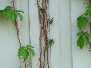 �ؽ��Ĺ�Ч������