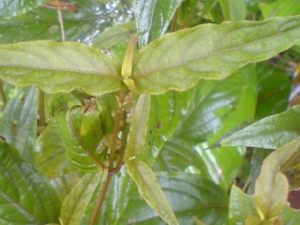 ��ţϥ�Ĺ�Ч������