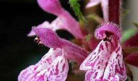 ��¶�ӵĹ�Ч������