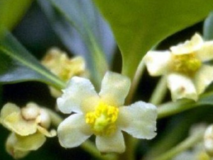 ��Ƥ�㻨�Ĺ�Ч������