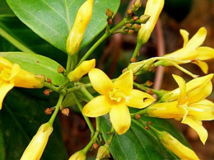 ���ǵĹ�Ч������