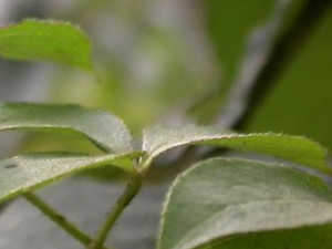 ���ҩ�ӵĹ�Ч������