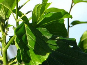 �������ٵĹ�Ч������