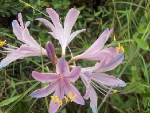 �������Ĺ�Ч������