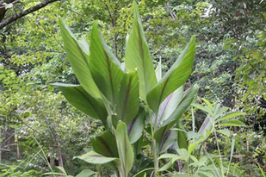 ������Ĺ�Ч������