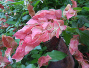 ��������Ĺ�Ч������