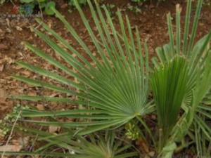 ���صĹ�Ч������