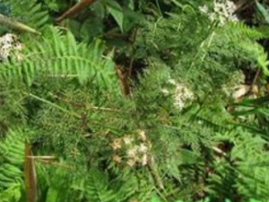 ��޻���Ĺ�Ч������