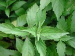 ���ٵĹ�Ч������