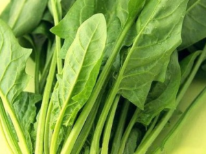 �������ʺϳ�ʲô�߲�