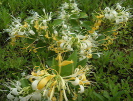 �̶��Ĺ�Ч������