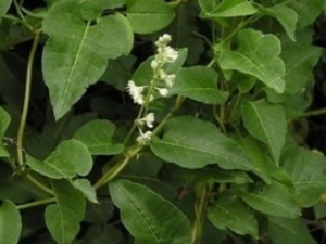 ľ��ޤ�Ĺ�Ч������