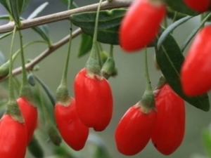 Ů�Ի����İ˴���Ȼʳ��