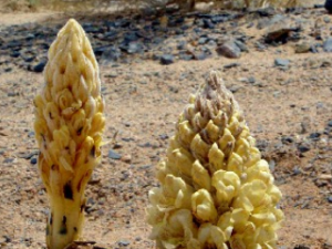 ���صĹ�Ч��������ʲô