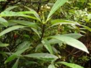 ��̫��Ĺ�Ч������