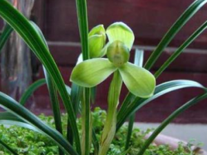 ���껨���Ĺ�Ч������