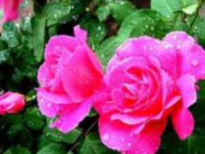 �¼�����ҽ�鷽