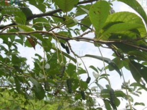 ������ľ�Ĺ�Ч������