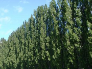 ԲҶ�������Ĺ�Ч������