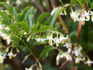 ���黨�Ĺ�Ч������