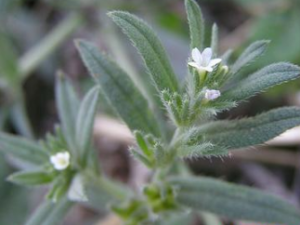 ���ϲݵĹ�Ч������