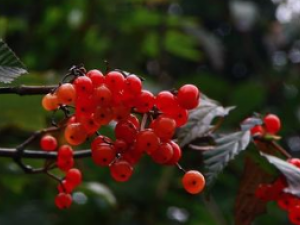 ʯ��Ĺ�Ч������