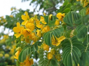 ɽ�ⶹ�Ĺ�Ч������