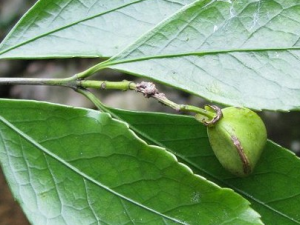 �����ì�Ĺ�Ч������